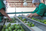 Foto 1 de El Limón, Jalisco