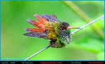 Foto 5 de Mindo, Pichincha