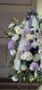Photos of Moon'S Flowers