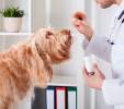 Fotos de Clínica Veterinaria Dogtor