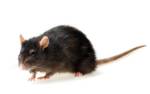 Photo 3 of Ecrn Extermination Inc.