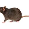 Photos of Avid Pest Control
