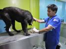 Fotos de Clinica Veterinaria Puppy Planet