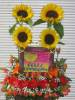 Foto 4 de Floristeria Mayeli