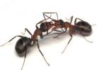 Photo 4 of Ecrn Extermination Inc.