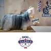 Fotos de Dog Barber Peluquería Canina