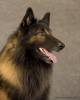 Photos of Happy Howler Raw Pet Food