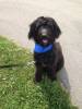 Photos of All Pupped Out Dog Walking & Pet Sitting Service