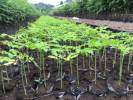 Fotos de Vivero Agroforestal Juanito