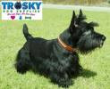 Fotos de Trosky Dog Supplies