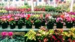 Fotos de Vivero La Gardeña