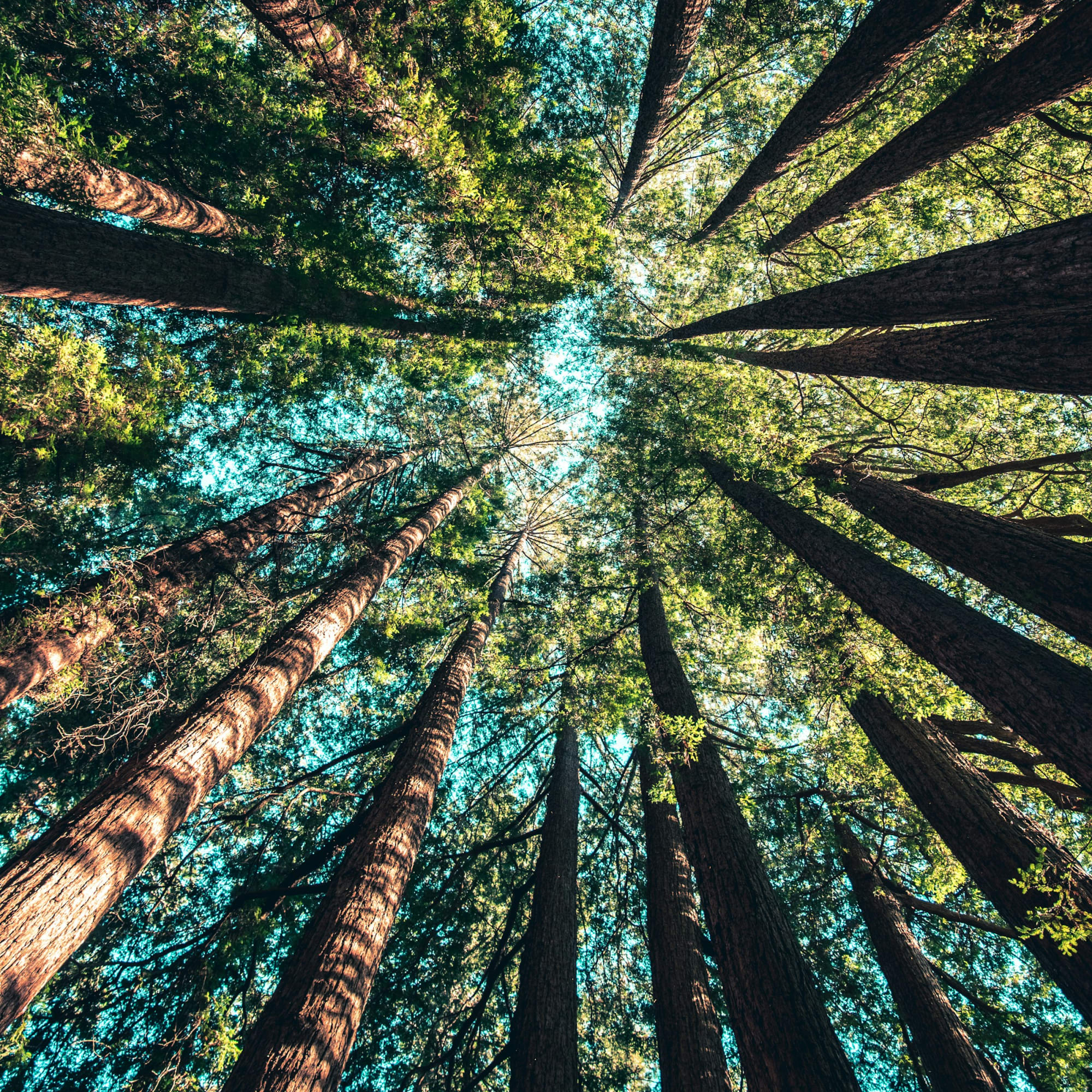 Symbolbild NAchhaltigkeit, Credit: Casey Horner, Unsplash