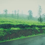 wayanad13
