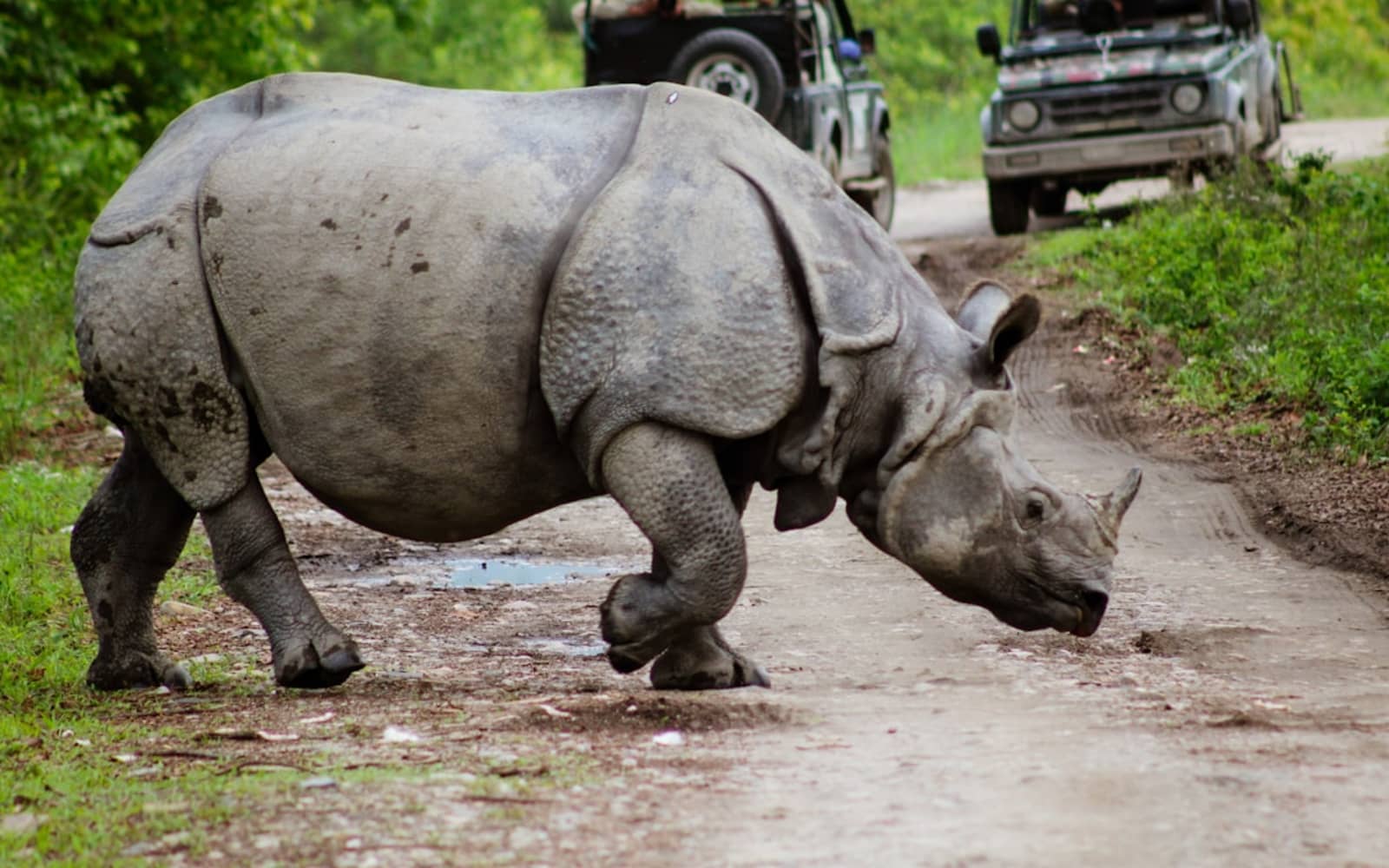 Open-top 4x4 Gypsy vehicle on safari trail in Bagori range