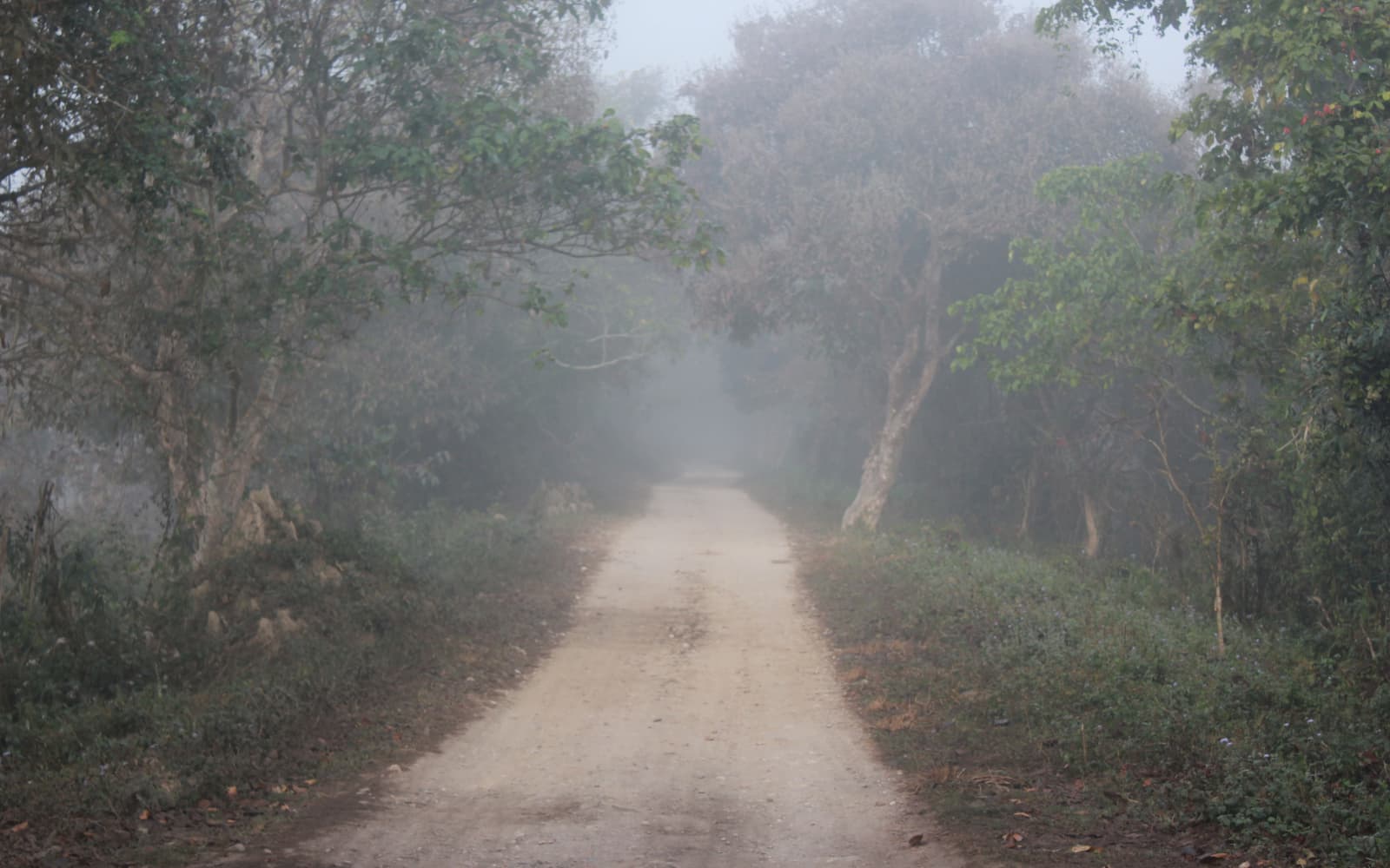 Misty dirt track through dense green jungle canopy in Burapahar