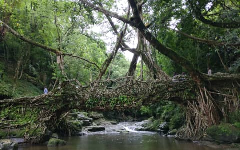 Riwai Living Root Bridge