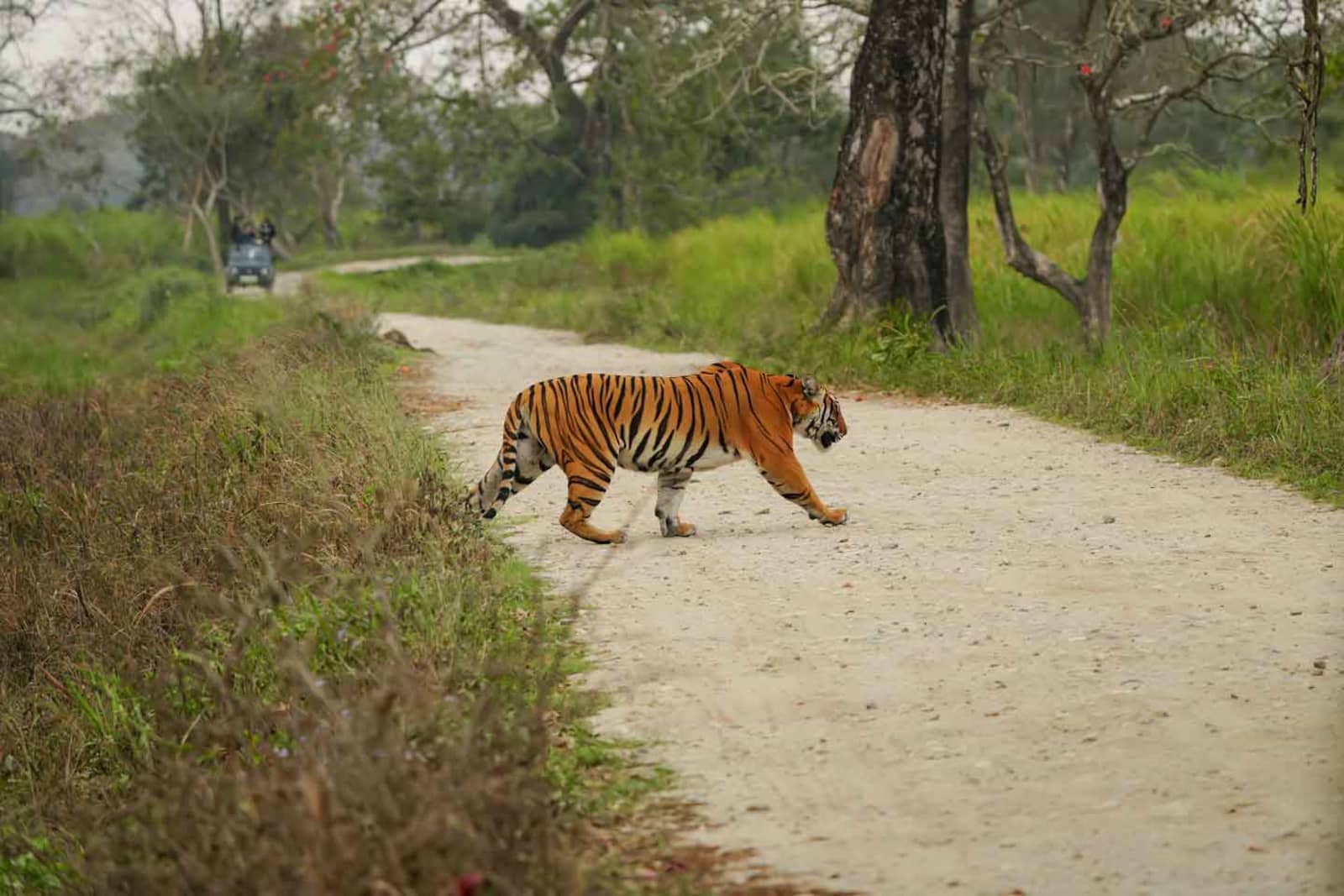 Kaziranga