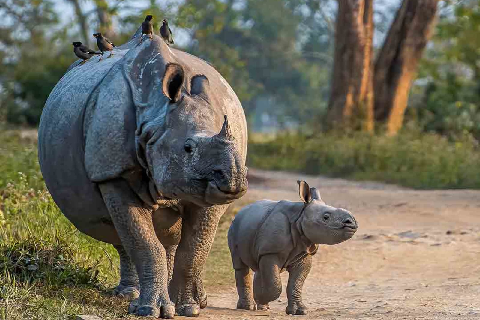 Assam