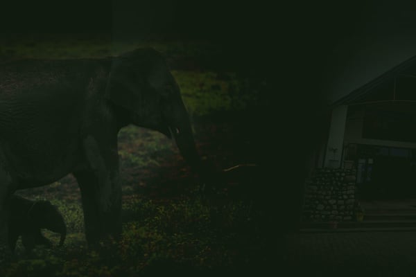 Resort entrance portico with stone masonry pillars alongside wild elephant mother and calf in forest buffer.