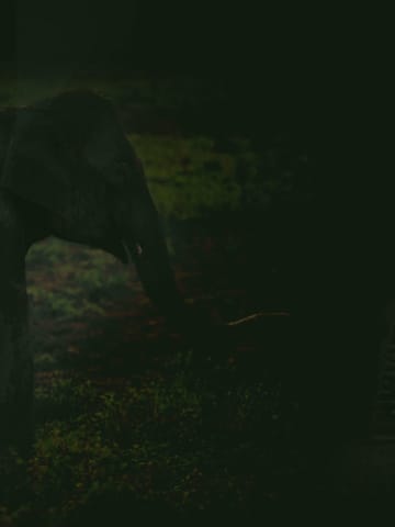 Resort entrance portico with stone masonry pillars alongside wild elephant mother and calf in forest buffer.