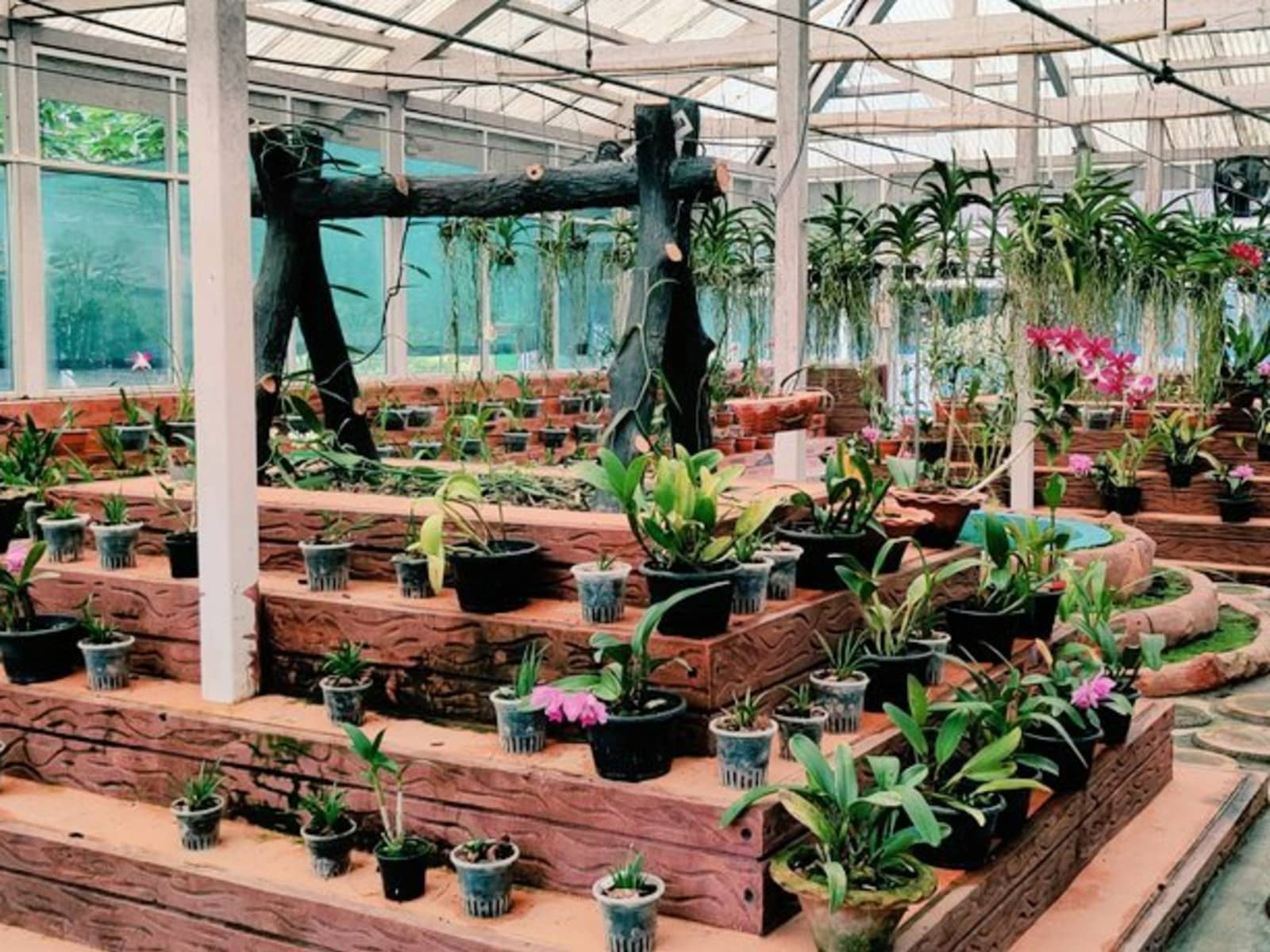 Endemic Himalayan orchid species in bloom inside Tippi Orchid Research Centre near Bhalukpong