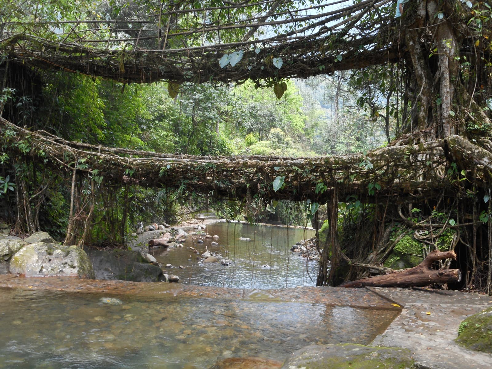 Clear turquoise natural mountain pool beneath Double Decker Living Root Bridge in Nongriat Cherrapunji.