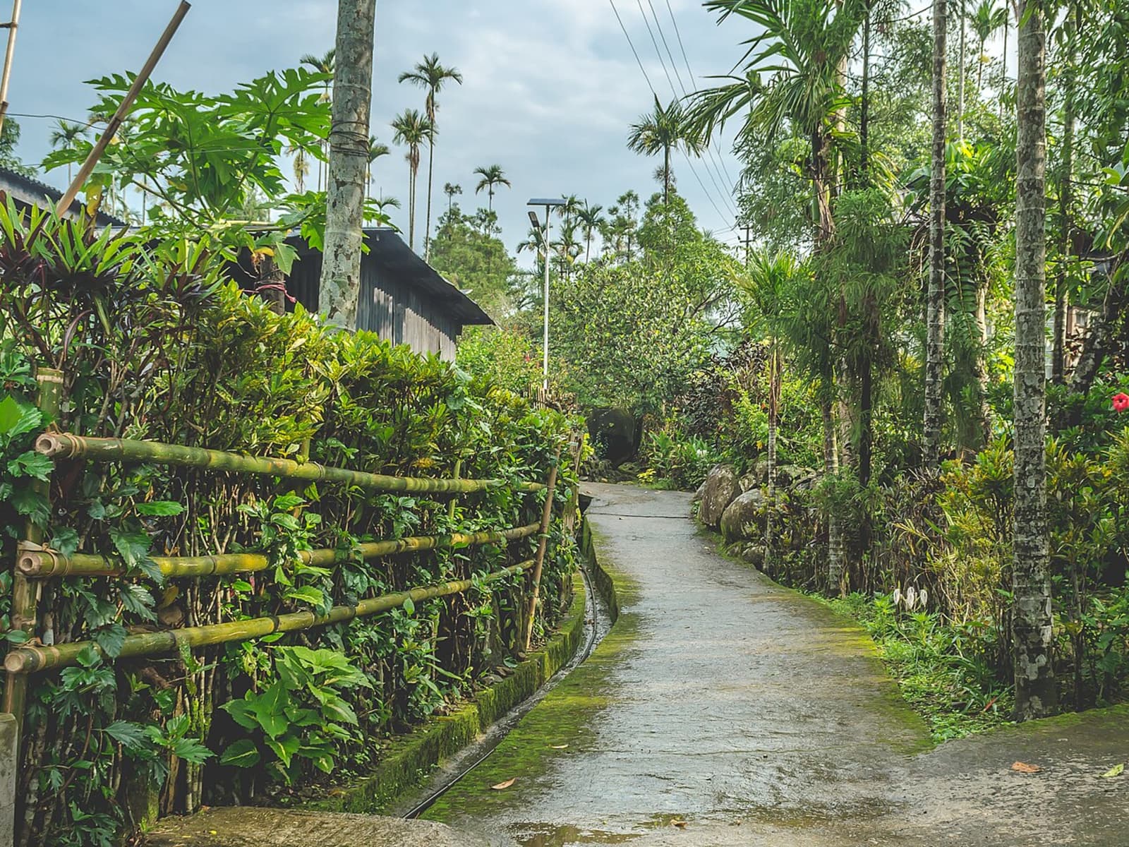 Spotless village concrete walking path enclosed by green bamboo hedges betel nut trees and tropical foliage.