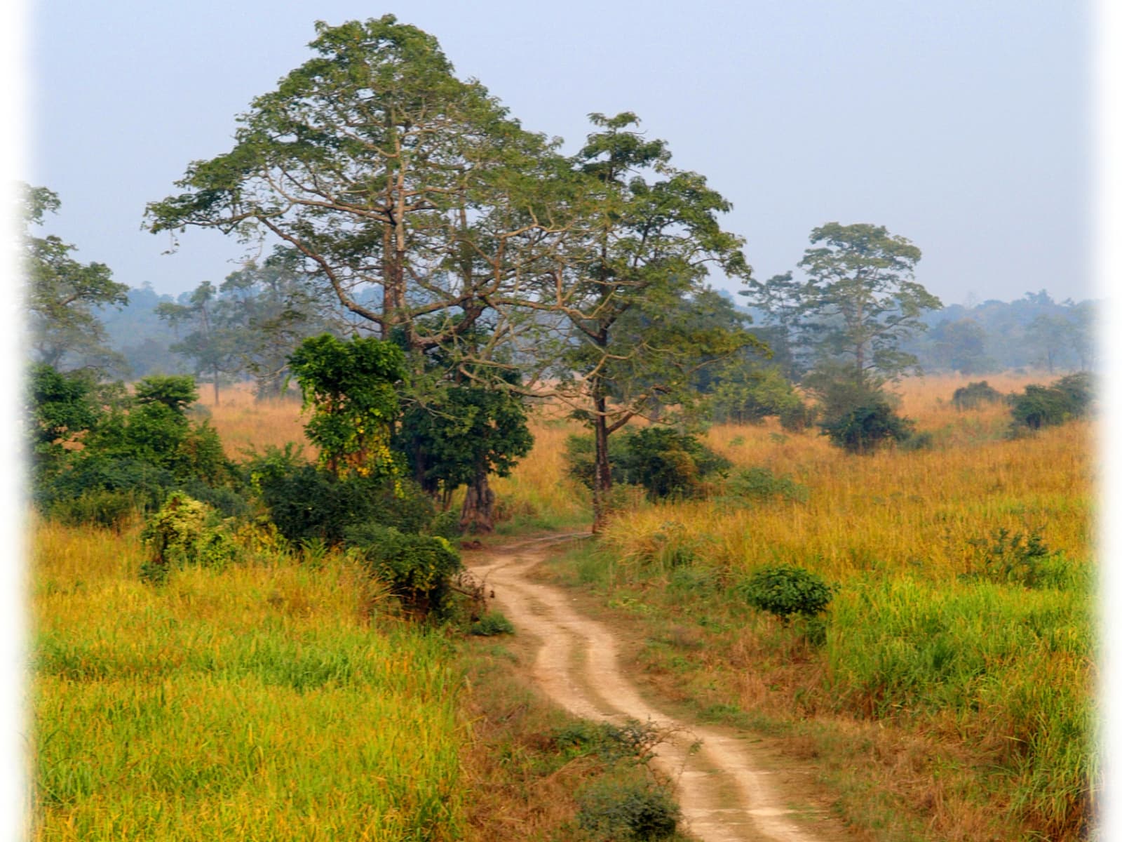 Winding dirt jeep trail cutting through tall golden elephant grass savanna in Kohora Central Range.