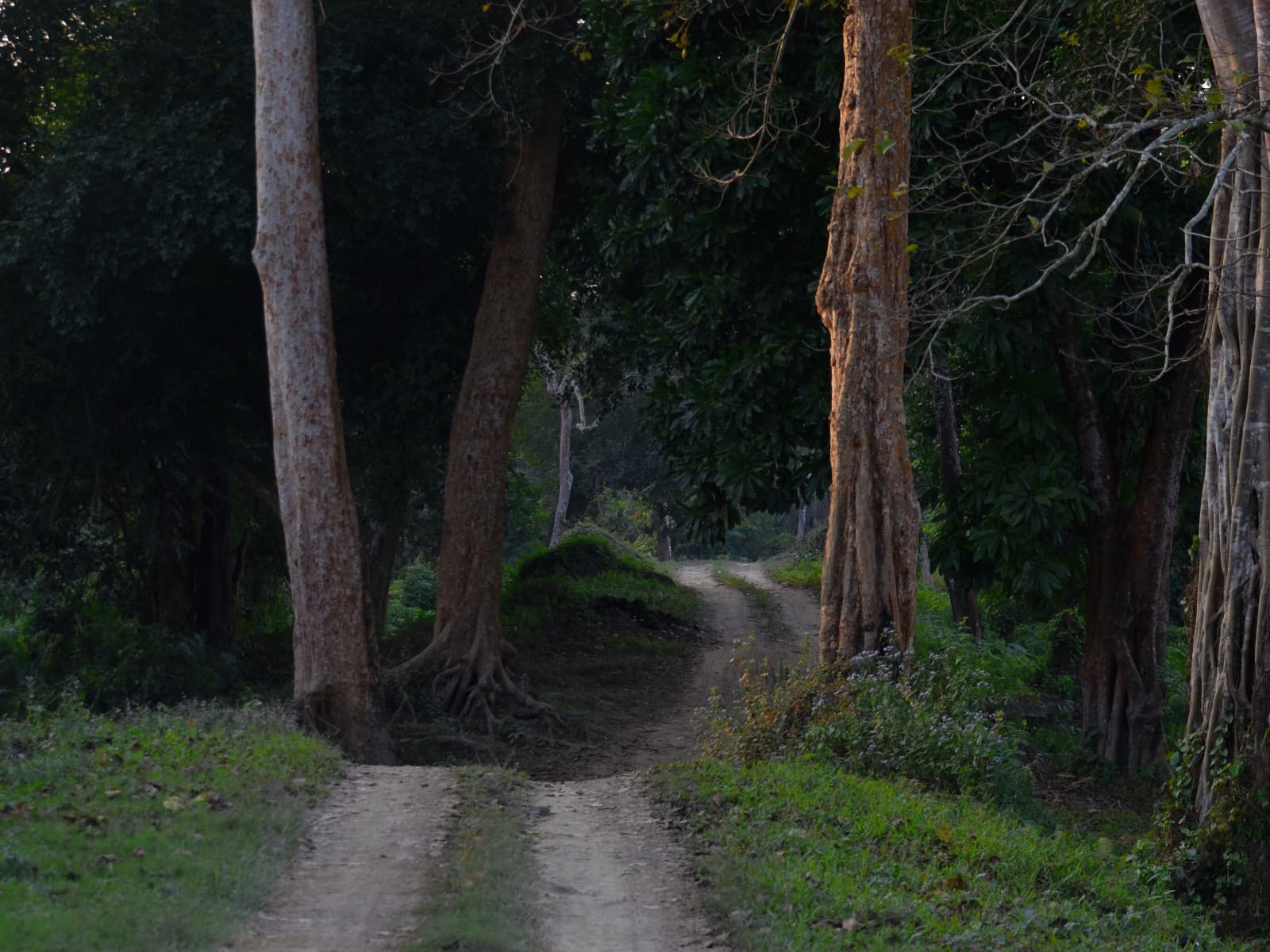 Dirt safari track shaded by mature moist deciduous forest trees in Kohora Range Kaziranga.
