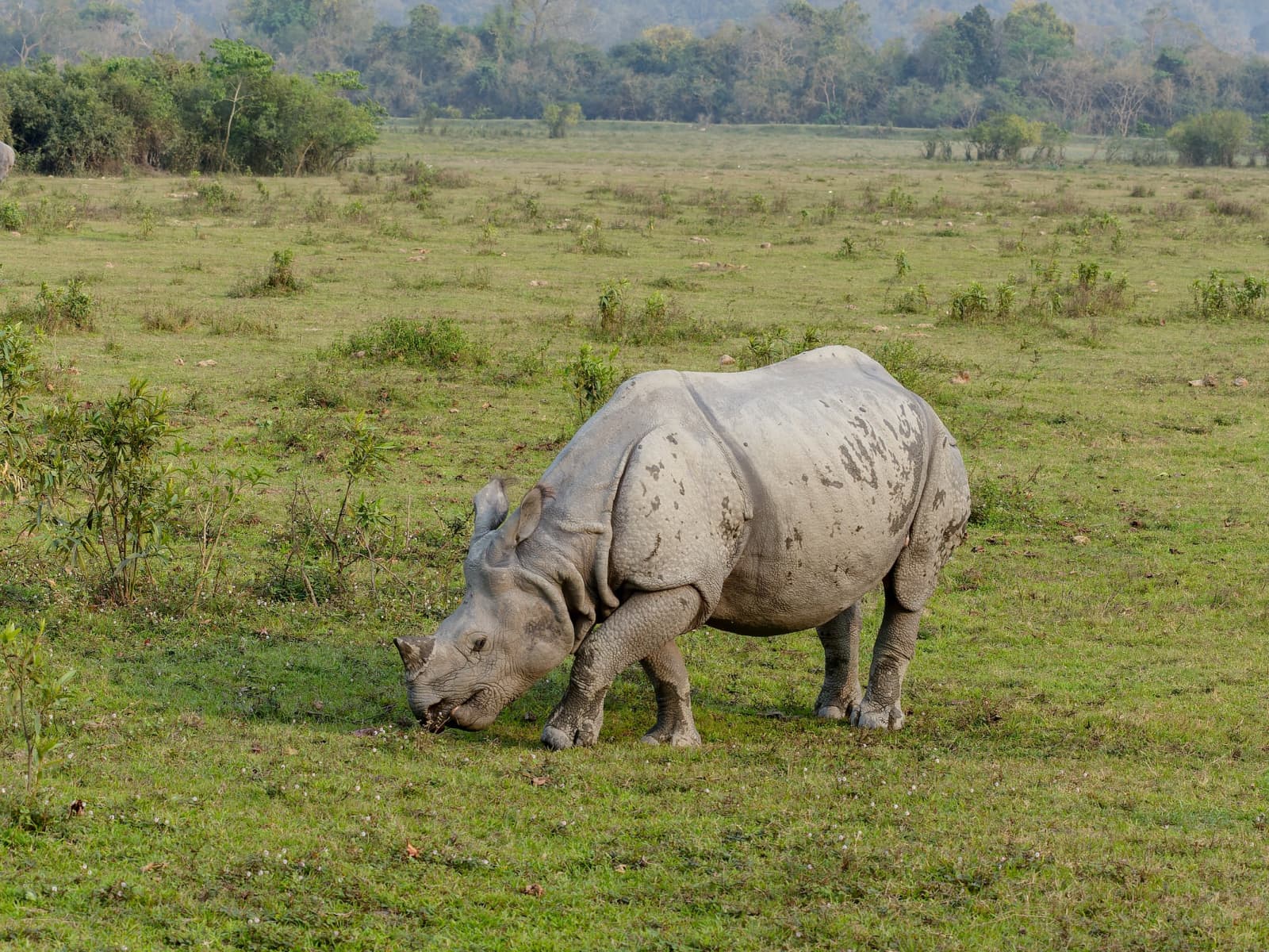 Solitary Indian Greater One-Horned Rhinoceros grazing in lush green alluvial grassland in Kohora.