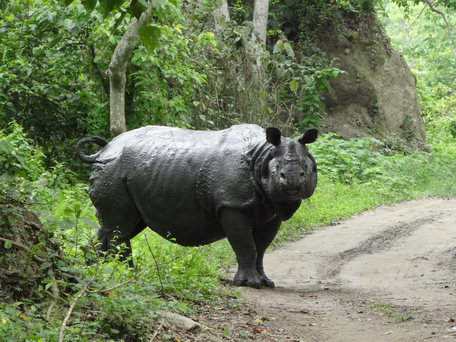 Single Greater One-Horned Rhino standing directly on the unpaved dirt safari trail in front of forest foliage