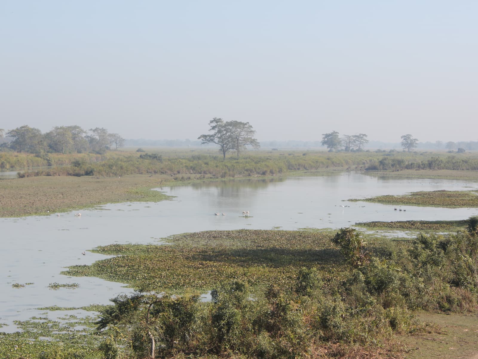 Expansive water surface of Sohola Beel covered with floating water hyacinths and green aquatic vegetation