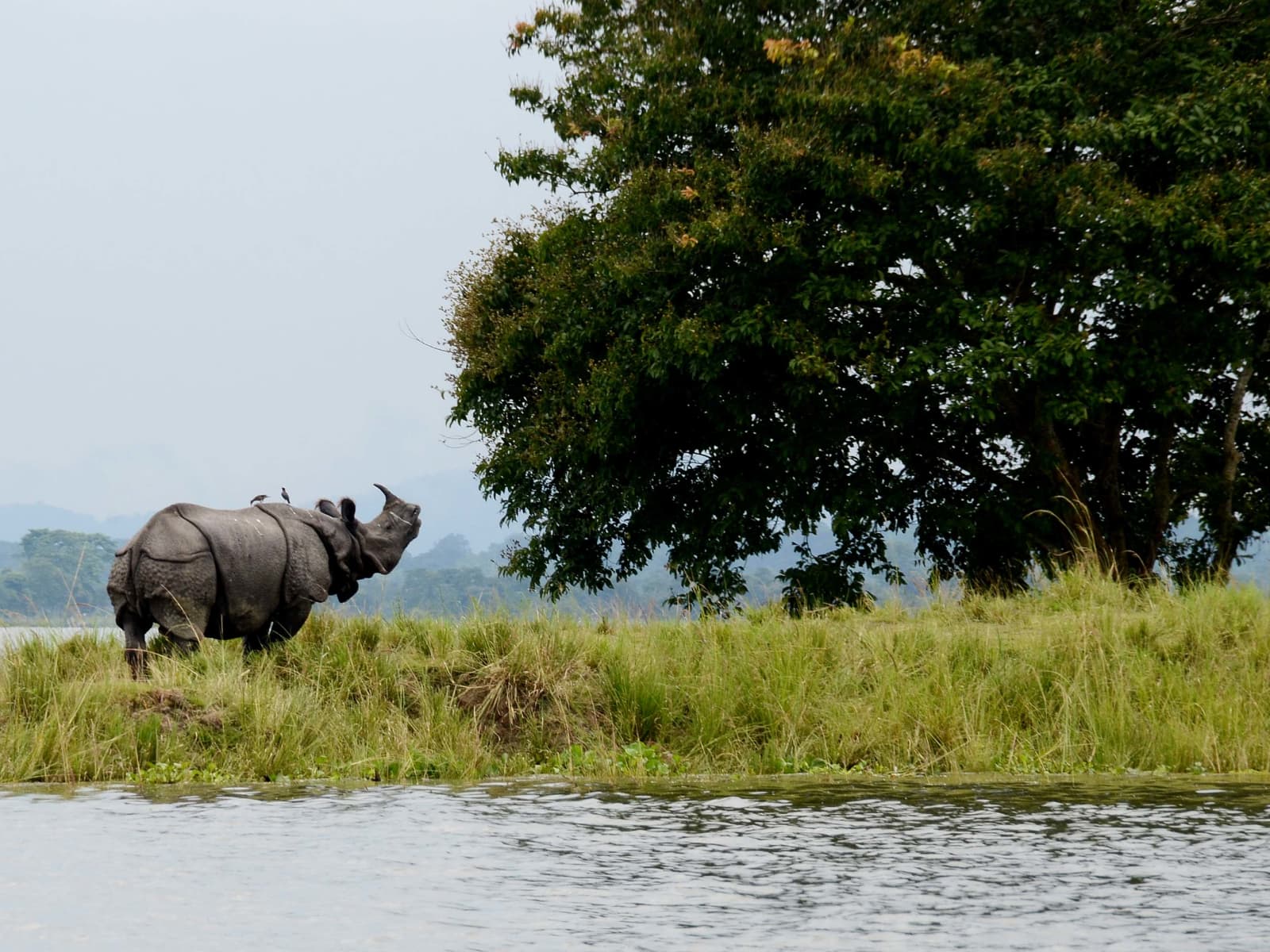 Indian Rhinoceros resting on a grassy ridge beside wetland waters under woodland tree shade