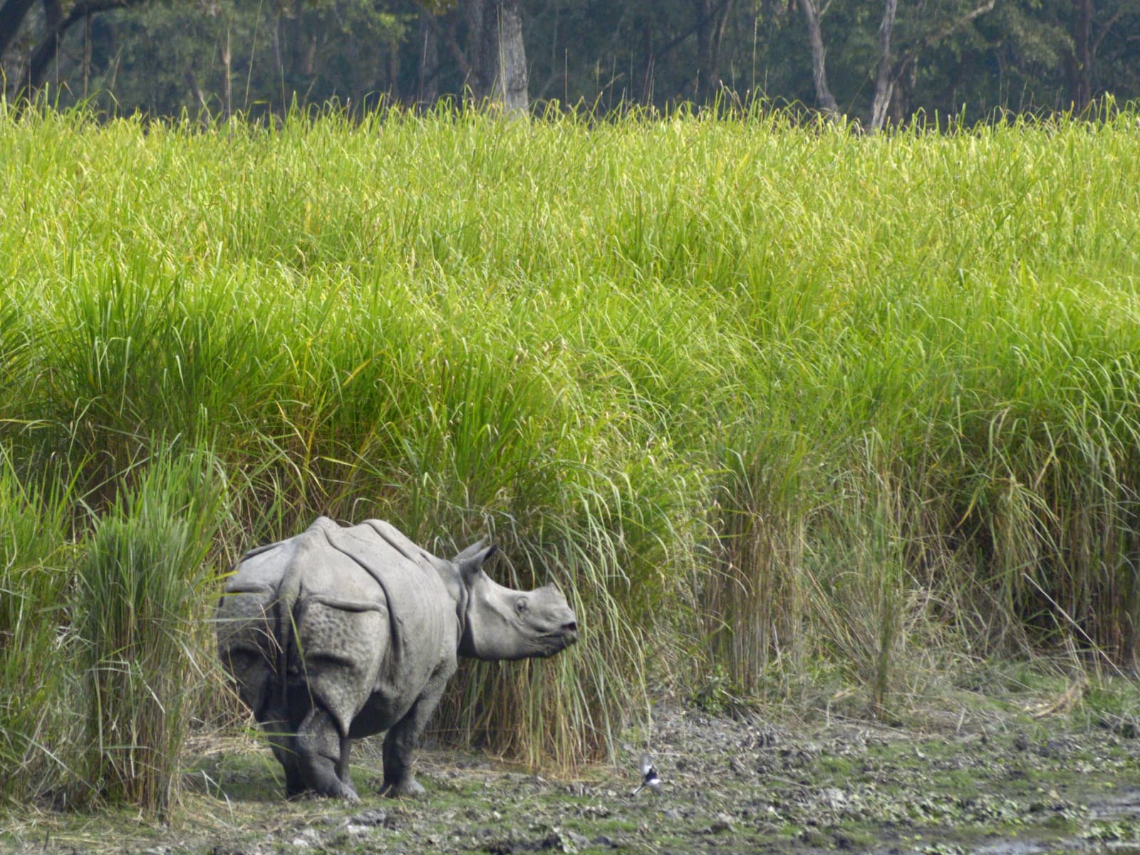 Jeep Safari Eastern Range Tall Elephant Grass Rhino Edge