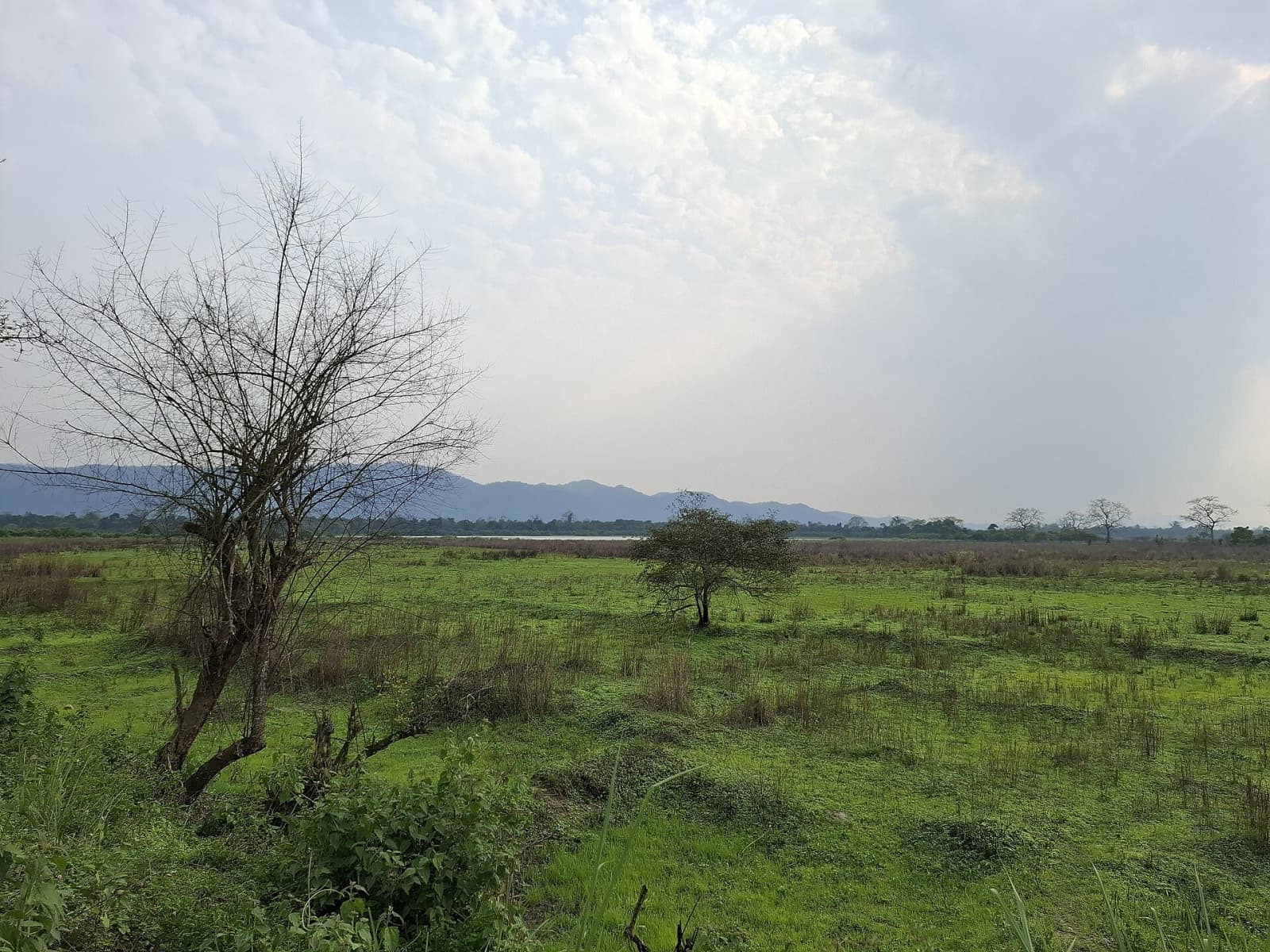 Panoramic green wetland meadow with bare tree branches overlooking distant blue Karbi Anglong hills under cloudy sky.