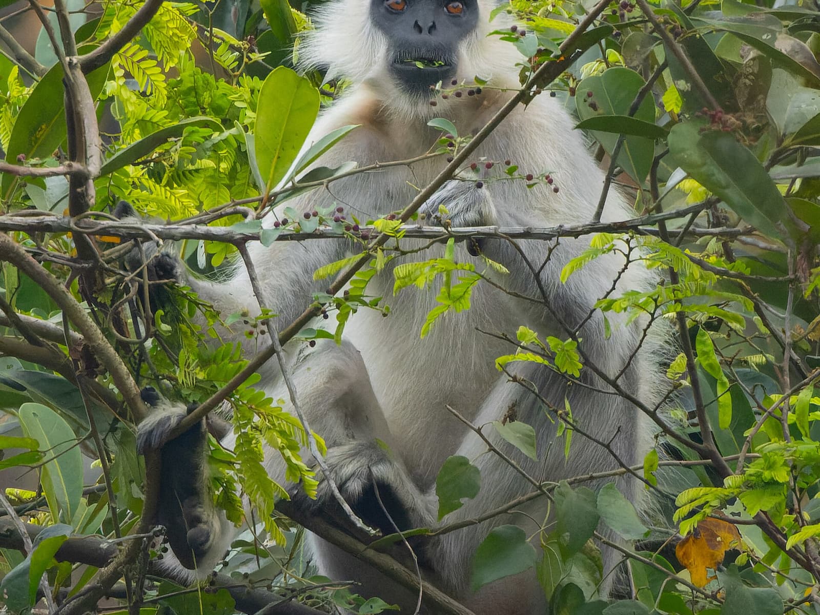 Capped Langur with distinctive dark grey face mask and silvery coat perched on tree branch in upper forest canopy.