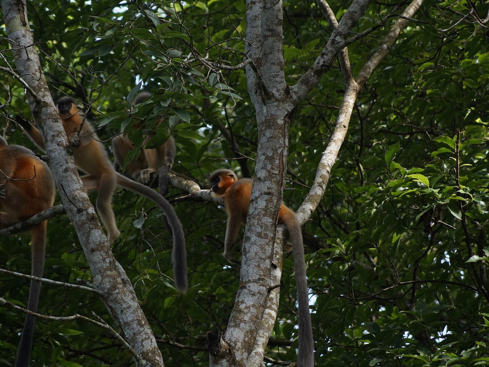Troop of reddish-orange Capped Langurs resting on mossy tree branches in upper jungle canopy.