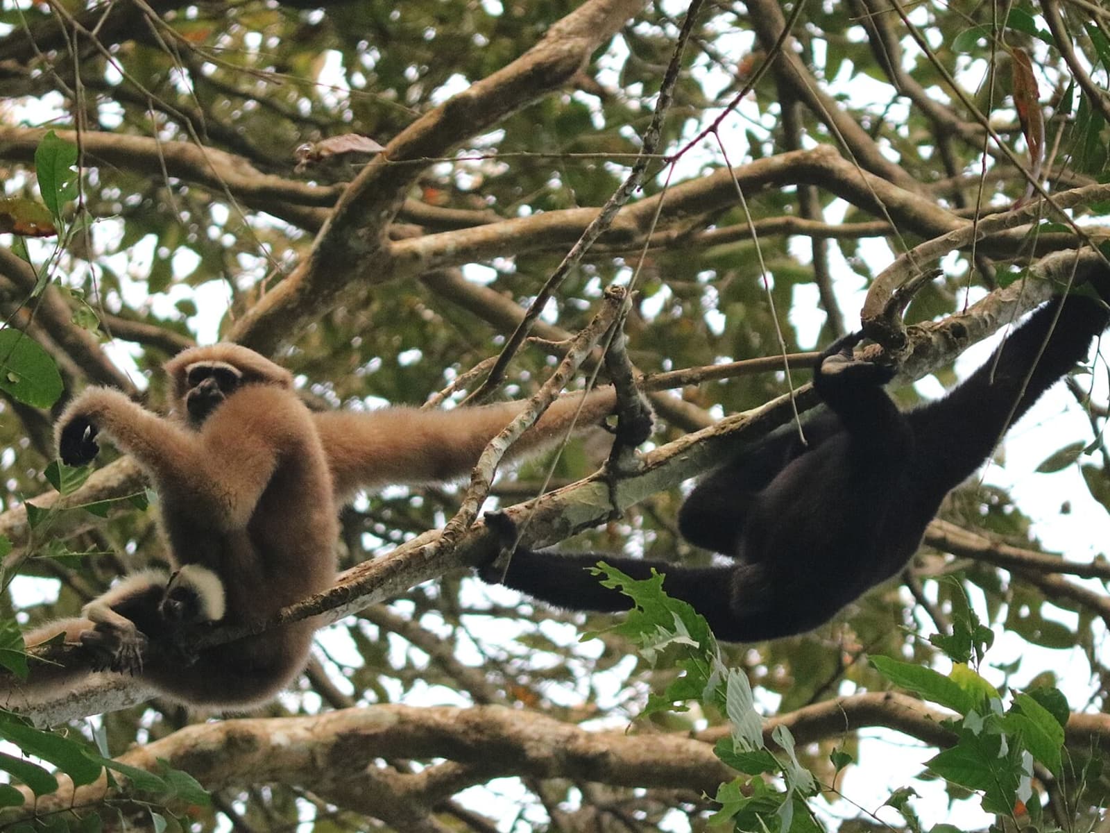 Western Hoolock Gibbon pair with golden female carrying infant and black male swinging on branches.