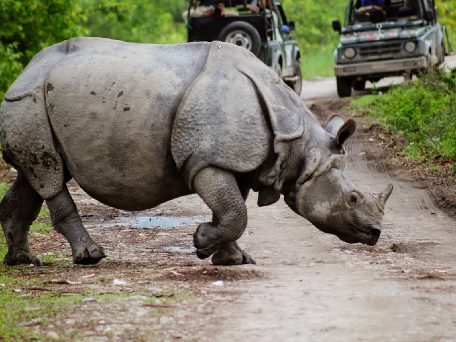 An open Maruti Gypsy safari vehicle waiting on a dirt road while an Indian one-horned rhinoceros crosses.