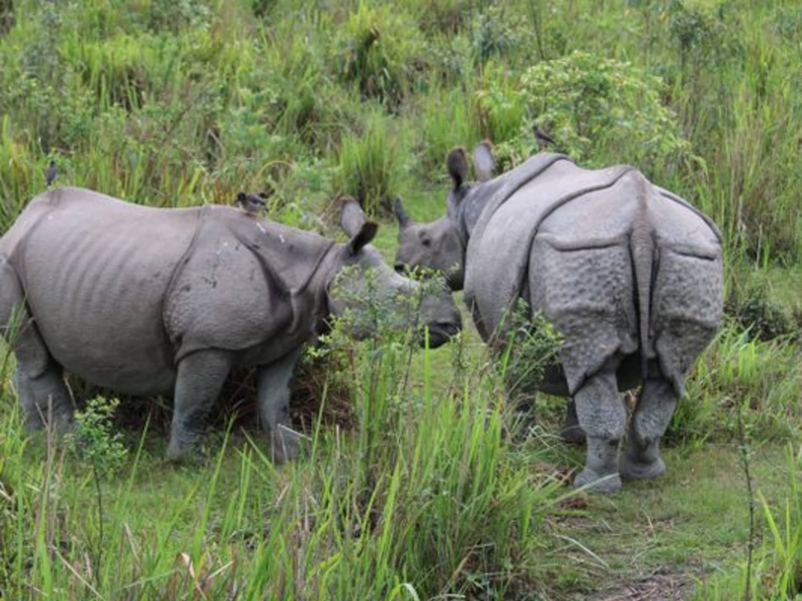 Two Indian one-horned rhinos with myna birds on their backs standing in vibrant green elephant grass.