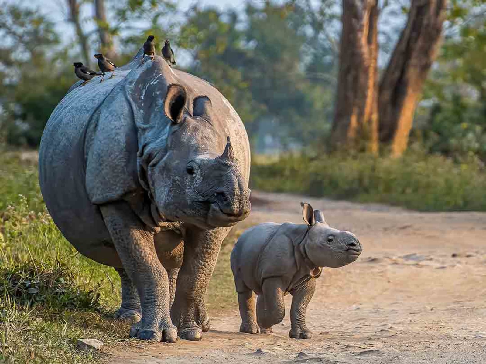 An Indian one-horned rhino cow walking alongside her small calf along a dirt safari road.