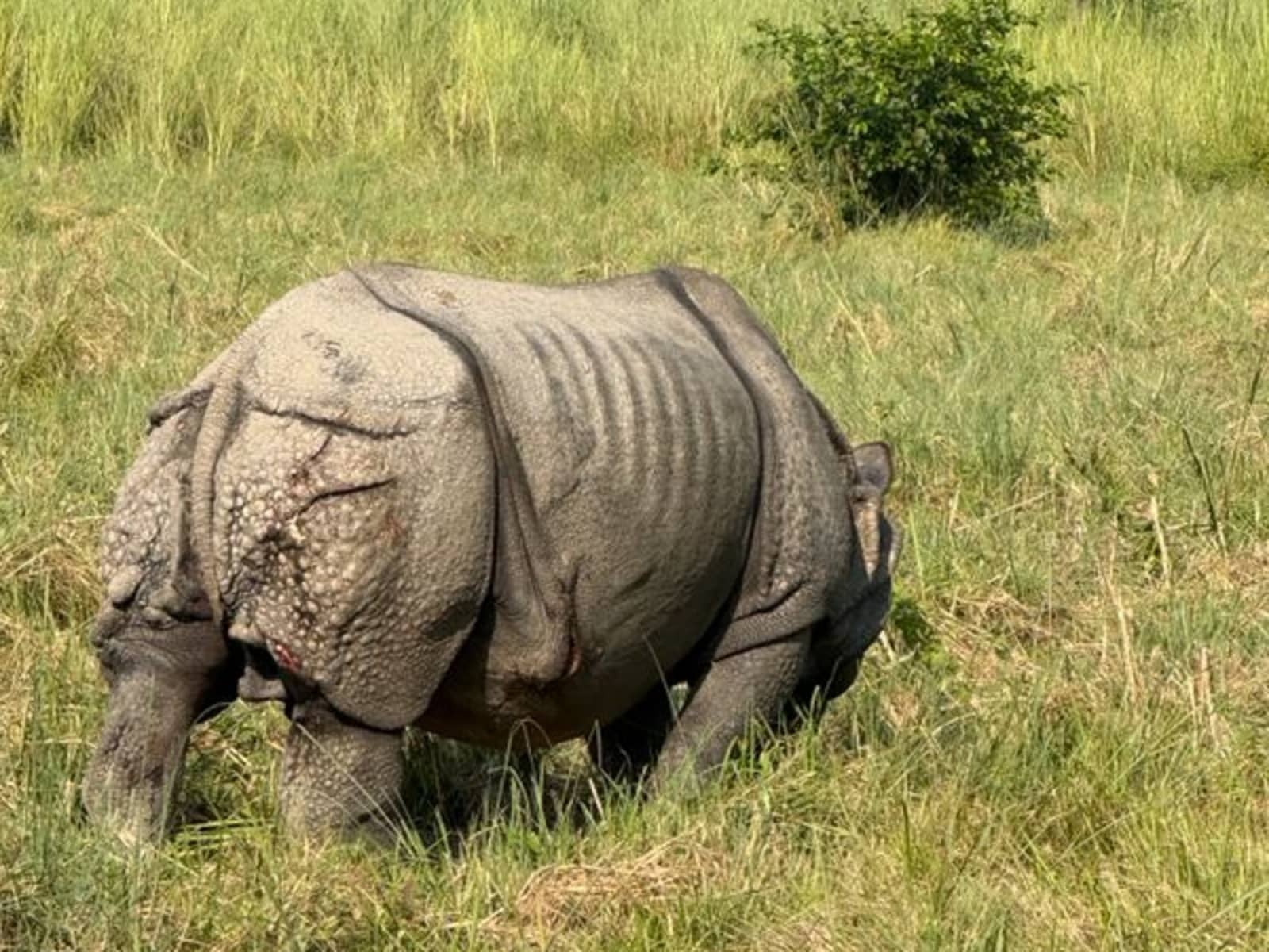 Rear perspective of a large Indian one-horned rhin