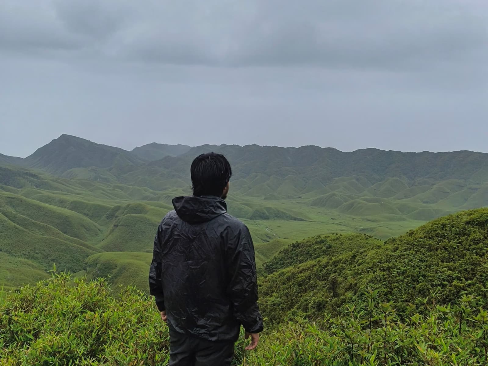 Close-up perspective of rolling emerald green dwarf bamboo hummocks in Dzukou Valley