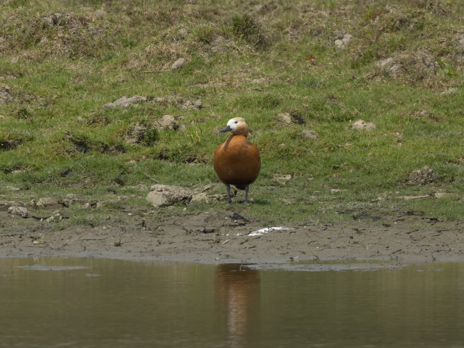 Bhomoraguri Boat Safari Ruddy Shelduck Muddy Bank