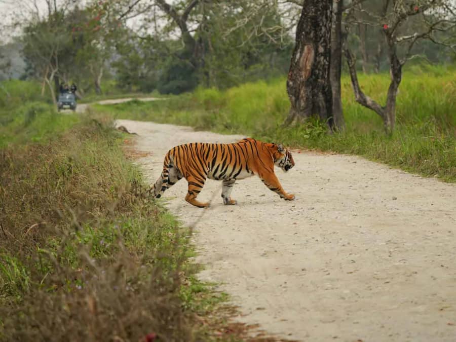 Panbari Reserve Forest in Kaziranga Reopens After 15 Years