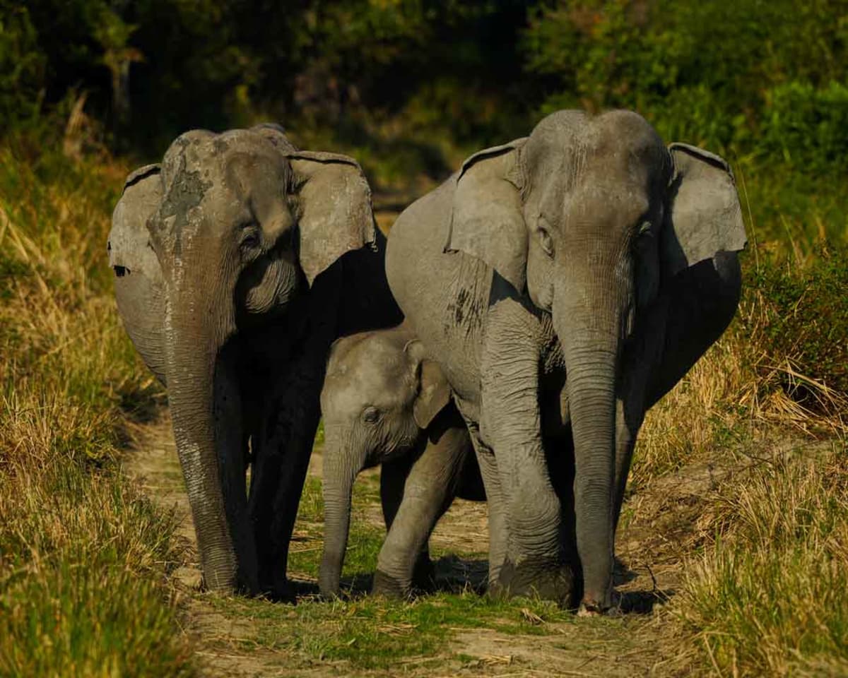 Wild Asian elephant family in Kaziranga National Park