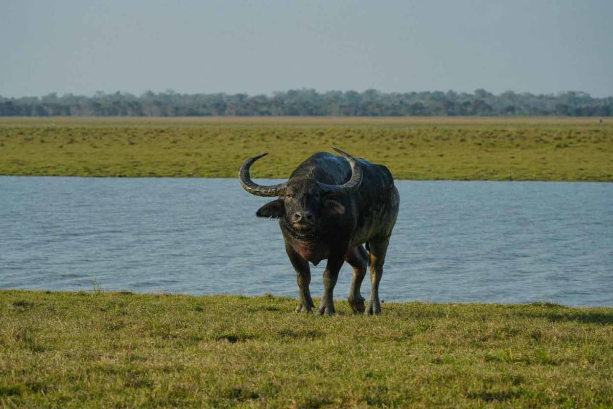 Kaziranga marshland habitat and water buffalo near Bokakhat, Assam