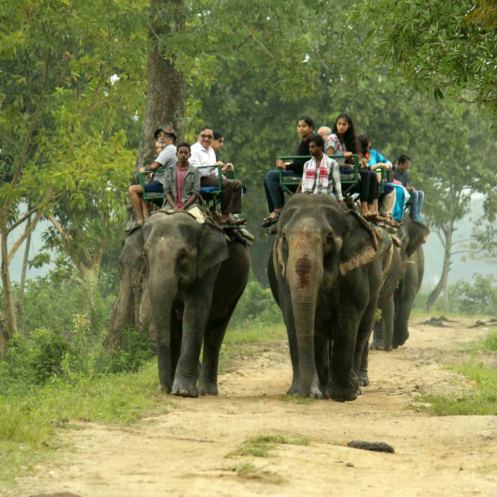 Kaziranga national park elephant safari morning expedition