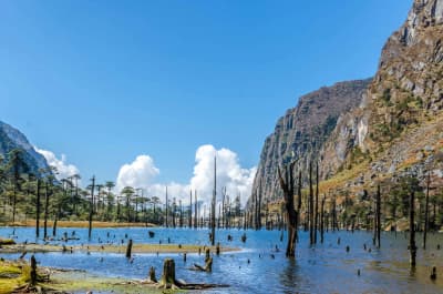 The distinctive dead pine trunks standing in the turquoise glacial waters of Sangetsar Tso.