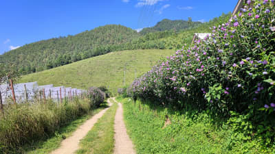 apple-kiwi-orchards-shergaon